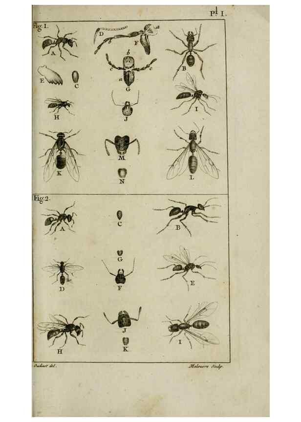 Reproducción/Reproduction 8448524592: Histoire naturelle des fourmis :. Paris :T. Barrois, père,1802