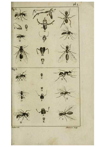 Reproducción/Reproduction 8448524592: Histoire naturelle des fourmis :. Paris :T. Barrois, père,1802