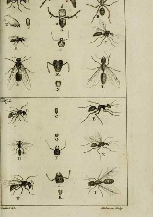 Reproducción/Reproduction 8448524592: Histoire naturelle des fourmis :. Paris :T. Barrois, père,1802