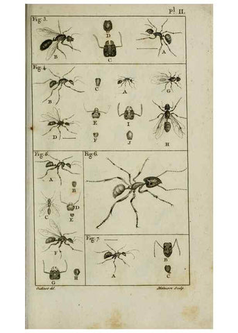 Reproducción/Reproduction 8448524910: Histoire naturelle des fourmis :. Paris :T. Barrois, père,1802
