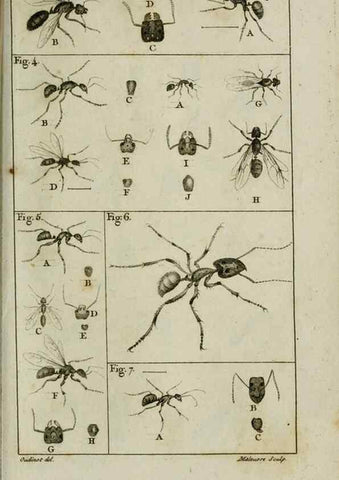 Reproducción/Reproduction 8448524910: Histoire naturelle des fourmis :. Paris :T. Barrois, père,1802