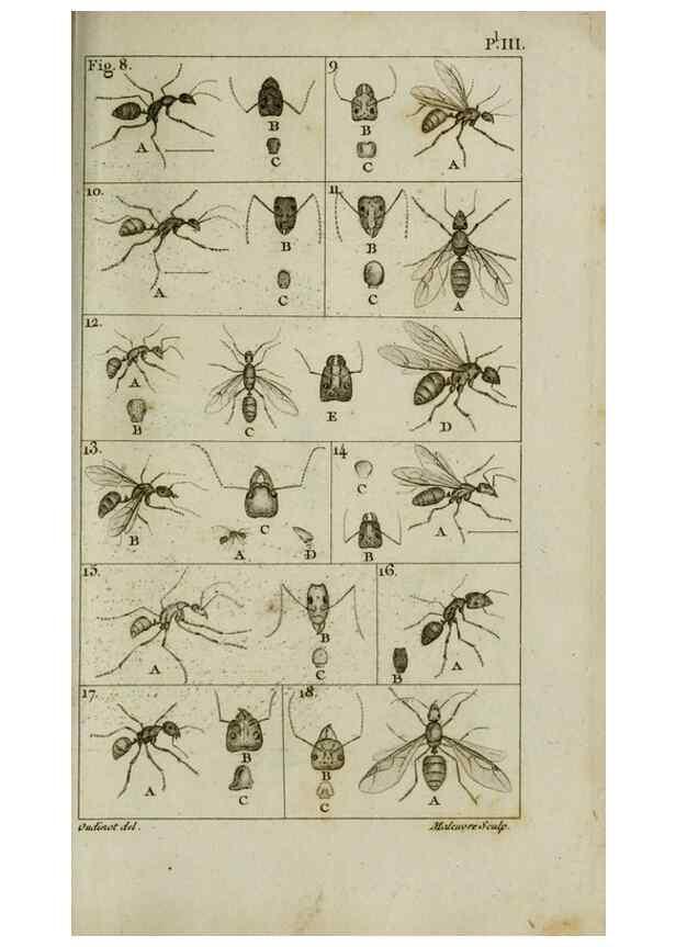Reproducción/Reproduction 8447436385: Histoire naturelle des fourmis :. Paris :T. Barrois, père,1802