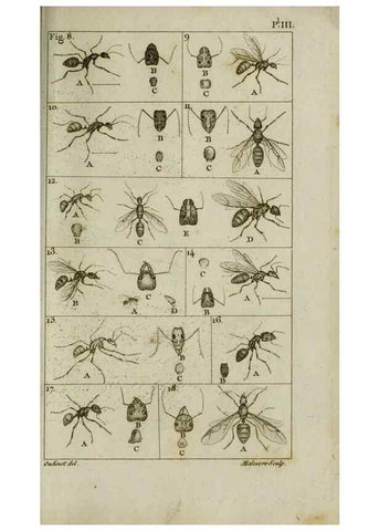 Reproducción/Reproduction 8447436385: Histoire naturelle des fourmis :. Paris :T. Barrois, père,1802