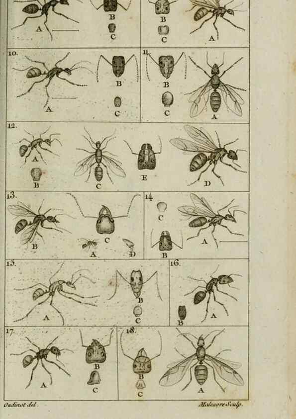 Reproducción/Reproduction 8447436385: Histoire naturelle des fourmis :. Paris :T. Barrois, père,1802