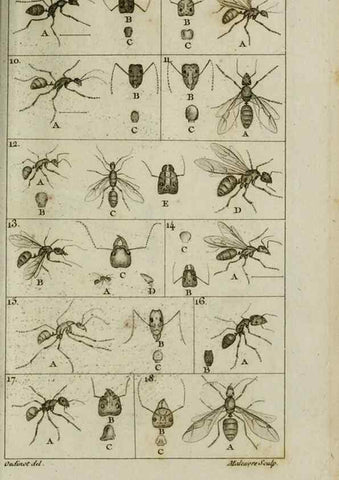 Reproducción/Reproduction 8447436385: Histoire naturelle des fourmis :. Paris :T. Barrois, père,1802