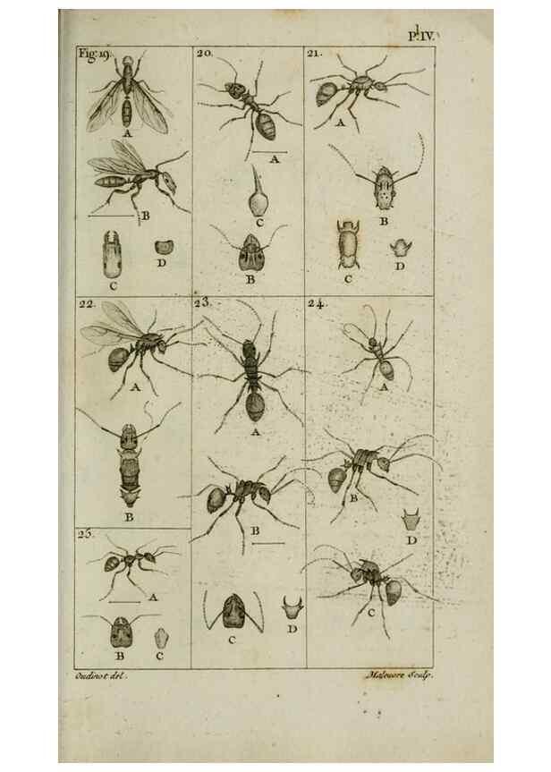 Reproducción/Reproduction 8448526024: Histoire naturelle des fourmis :. Paris :T. Barrois, père,1802