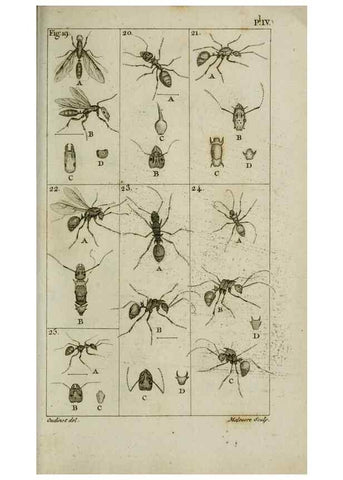 Reproducción/Reproduction 8448526024: Histoire naturelle des fourmis :. Paris :T. Barrois, père,1802