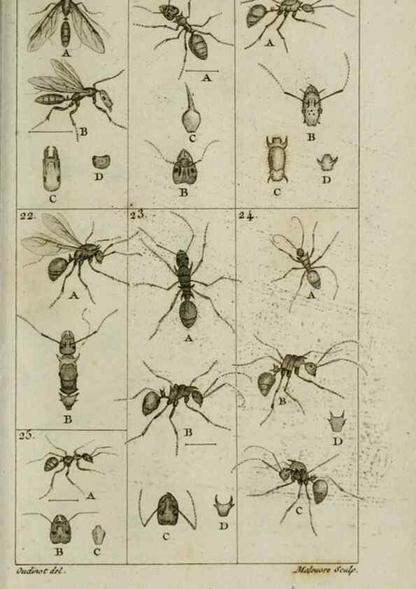 Reproducción/Reproduction 8448526024: Histoire naturelle des fourmis :. Paris :T. Barrois, père,1802