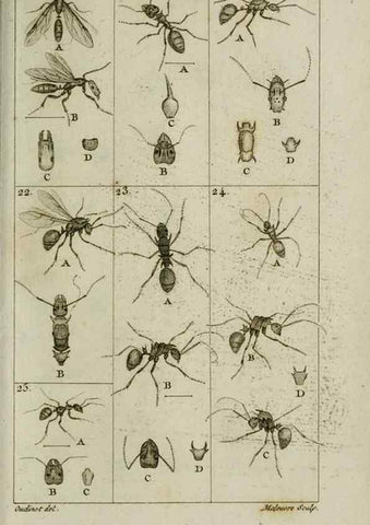 Reproducción/Reproduction 8448526024: Histoire naturelle des fourmis :. Paris :T. Barrois, père,1802