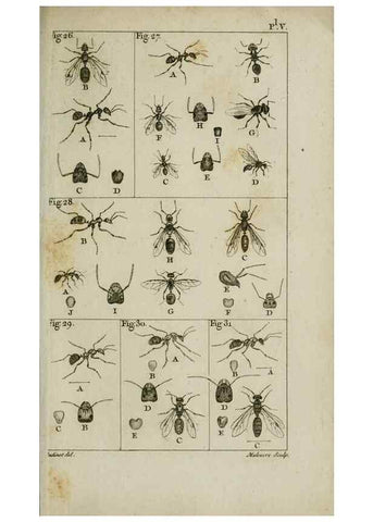 Reproducción/Reproduction 8447437421: Histoire naturelle des fourmis :. Paris :T. Barrois, père,1802