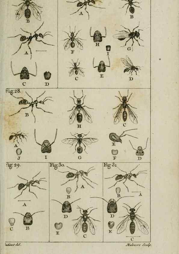 Reproducción/Reproduction 8447437421: Histoire naturelle des fourmis :. Paris :T. Barrois, père,1802