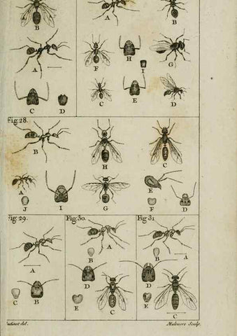 Reproducción/Reproduction 8447437421: Histoire naturelle des fourmis :. Paris :T. Barrois, père,1802