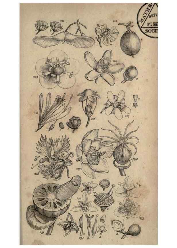 Reproducción/Reproduction 8447408253: A grammar of botany,. London,Longman,1821.