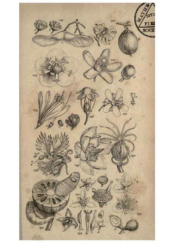 Reproducción/Reproduction 8447408253: A grammar of botany,. London,Longman,1821.