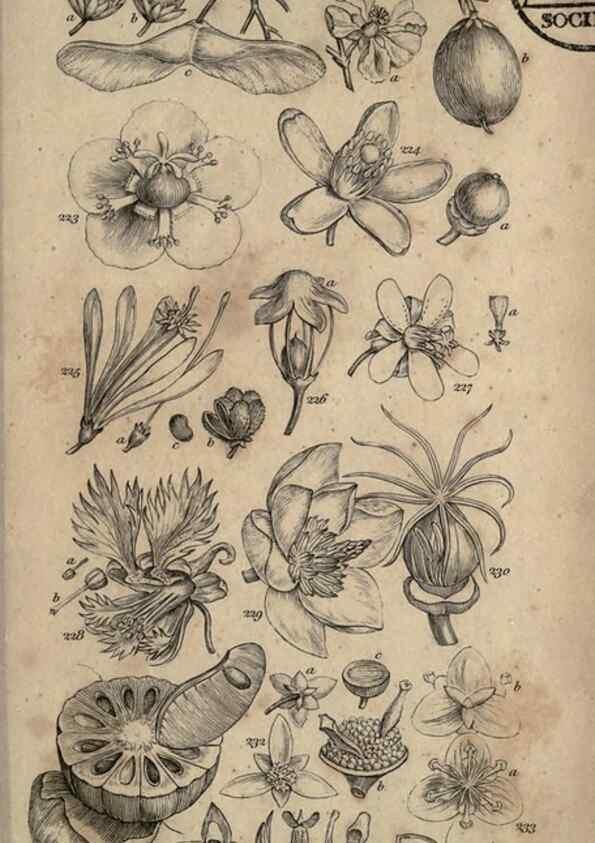 Reproducción/Reproduction 8447408253: A grammar of botany,. London,Longman,1821.
