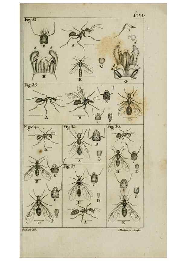 Reproducción/Reproduction 8447438305: Histoire naturelle des fourmis :. Paris :T. Barrois, père,1802