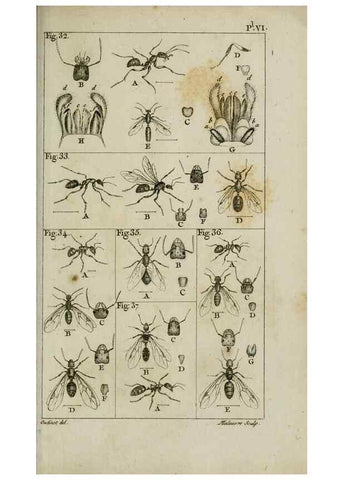 Reproducción/Reproduction 8447438305: Histoire naturelle des fourmis :. Paris :T. Barrois, père,1802