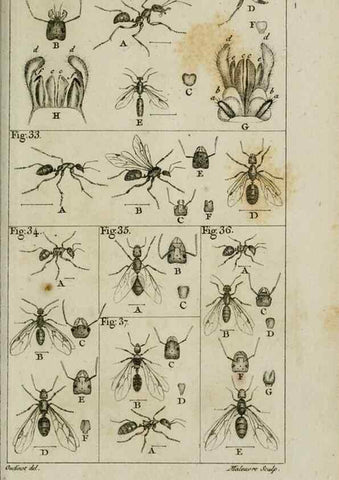 Reproducción/Reproduction 8447438305: Histoire naturelle des fourmis :. Paris :T. Barrois, père,1802