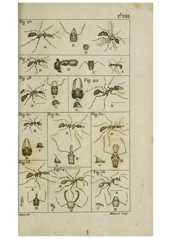 Reproducción/Reproduction 8447439255: Histoire naturelle des fourmis :. Paris :T. Barrois, père,1802