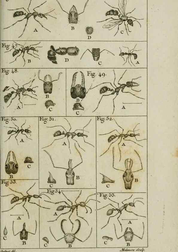Reproducción/Reproduction 8447439255: Histoire naturelle des fourmis :. Paris :T. Barrois, père,1802