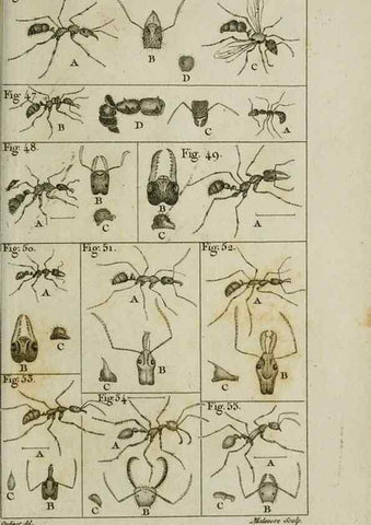 Reproducción/Reproduction 8447439255: Histoire naturelle des fourmis :. Paris :T. Barrois, père,1802