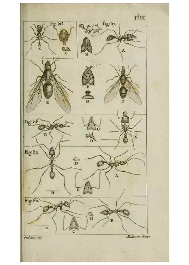Reproducción/Reproduction 8447439593: Histoire naturelle des fourmis :. Paris :T. Barrois, père,1802