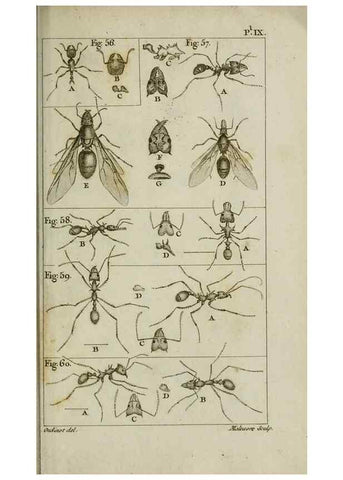 Reproducción/Reproduction 8447439593: Histoire naturelle des fourmis :. Paris :T. Barrois, père,1802