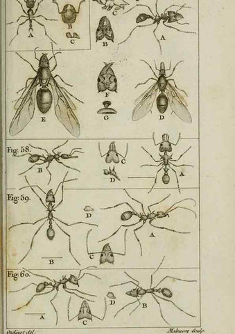 Reproducción/Reproduction 8447439593: Histoire naturelle des fourmis :. Paris :T. Barrois, père,1802