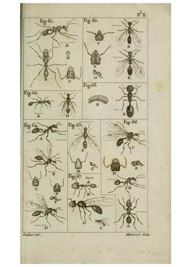 Reproducción/Reproduction 8448562592: Histoire naturelle des fourmis :. Paris :T. Barrois, père,1802