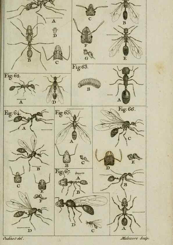Reproducción/Reproduction 8448562592: Histoire naturelle des fourmis :. Paris :T. Barrois, père,1802