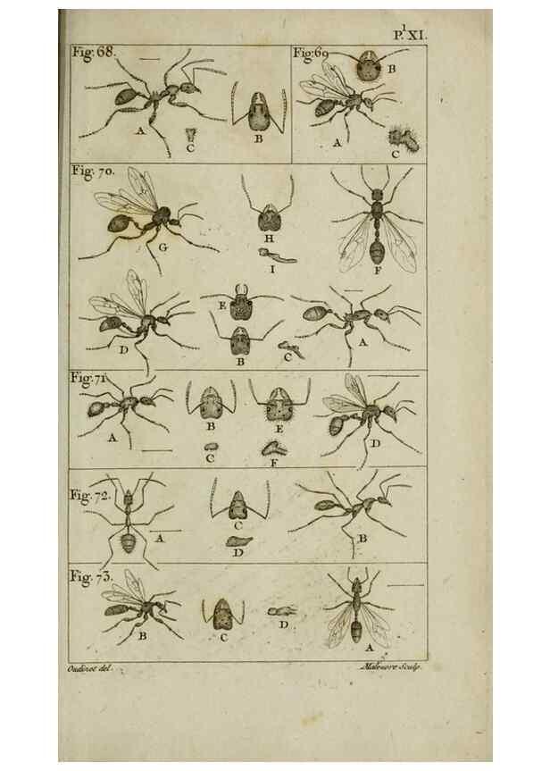 Reproducción/Reproduction 8448563178: Histoire naturelle des fourmis :. Paris :T. Barrois, père,1802