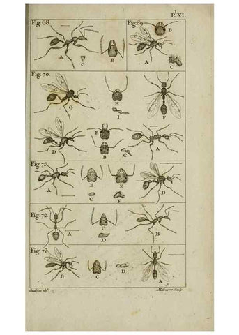 Reproducción/Reproduction 8448563178: Histoire naturelle des fourmis :. Paris :T. Barrois, père,1802