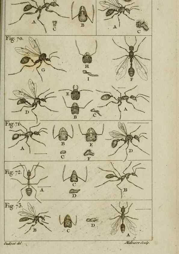 Reproducción/Reproduction 8448563178: Histoire naturelle des fourmis :. Paris :T. Barrois, père,1802