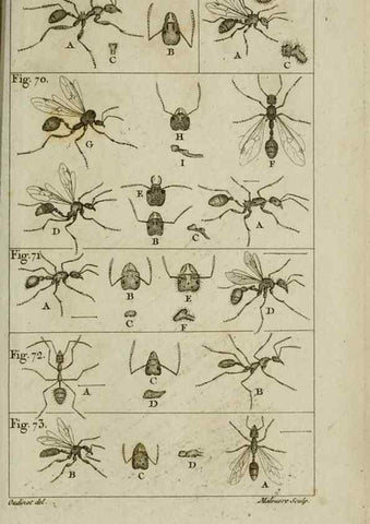 Reproducción/Reproduction 8448563178: Histoire naturelle des fourmis :. Paris :T. Barrois, père,1802