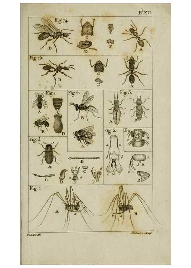 Reproducción/Reproduction 8448563938: Histoire naturelle des fourmis :. Paris :T. Barrois, père,1802