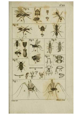 Reproducción/Reproduction 8448563938: Histoire naturelle des fourmis :. Paris :T. Barrois, père,1802