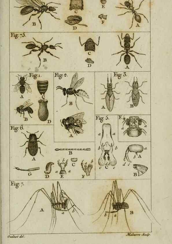 Reproducción/Reproduction 8448563938: Histoire naturelle des fourmis :. Paris :T. Barrois, père,1802