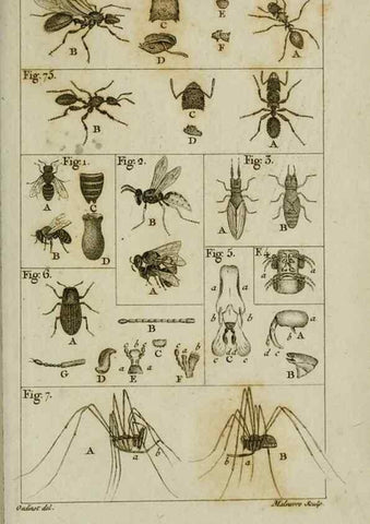 Reproducción/Reproduction 8448563938: Histoire naturelle des fourmis :. Paris :T. Barrois, père,1802