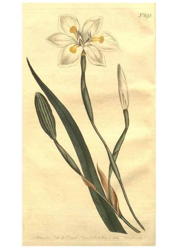 Reproducción/Reproduction 8447512407: Curtis's botanical magazine.. London ;New York [etc.] :Academic Press [etc.]