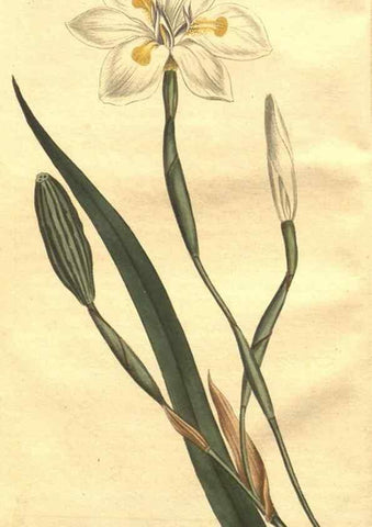 Reproducción/Reproduction 8447512407: Curtis's botanical magazine.. London ;New York [etc.] :Academic Press [etc.]