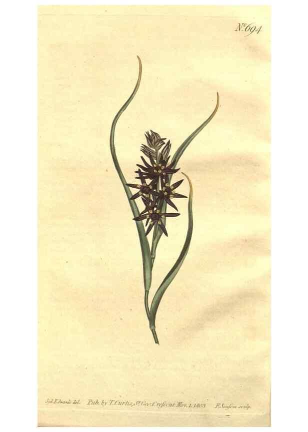 Reproducción/Reproduction 8447512985: Curtis's botanical magazine.. London ;New York [etc.] :Academic Press [etc.]