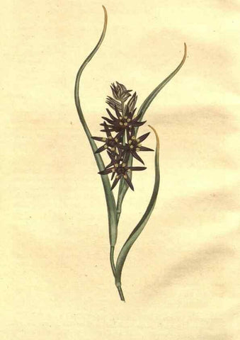 Reproducción/Reproduction 8447512985: Curtis's botanical magazine.. London ;New York [etc.] :Academic Press [etc.]