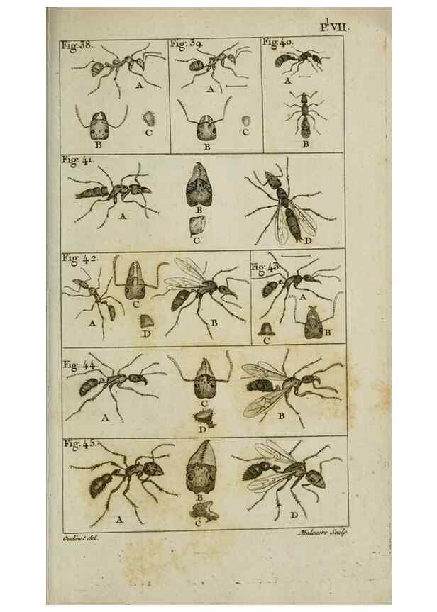 Reproducción/Reproduction 8447438819: Histoire naturelle des fourmis :. Paris :T. Barrois, père,1802