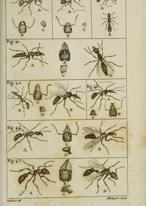 Reproducción/Reproduction 8447438819: Histoire naturelle des fourmis :. Paris :T. Barrois, père,1802