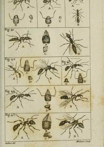 Reproducción/Reproduction 8447438819: Histoire naturelle des fourmis :. Paris :T. Barrois, père,1802