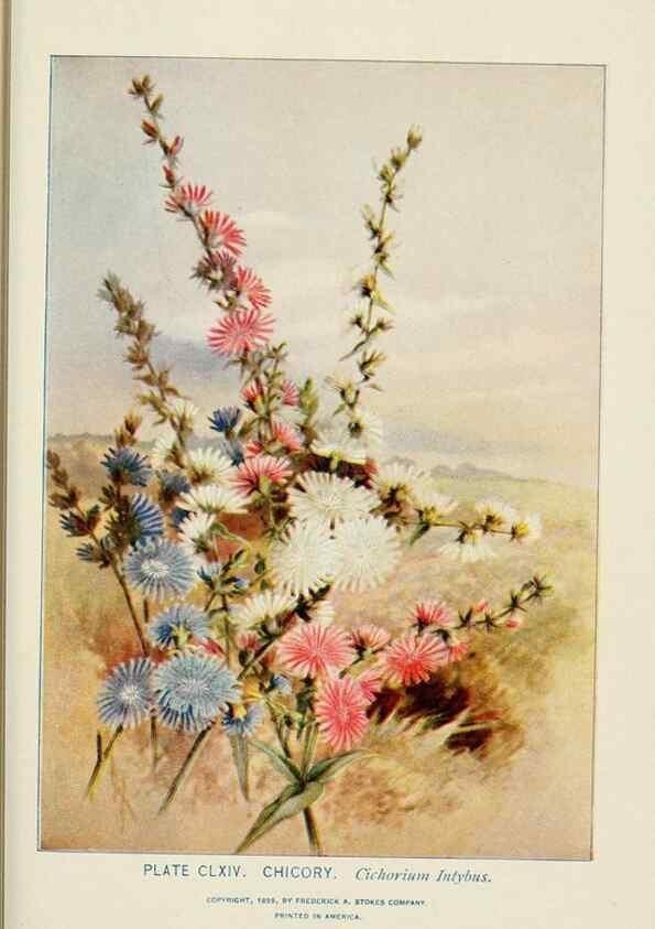 Reproducción/Reproduction 8445060092: A guide to the wild flowers,. New York,Stokes[1899]