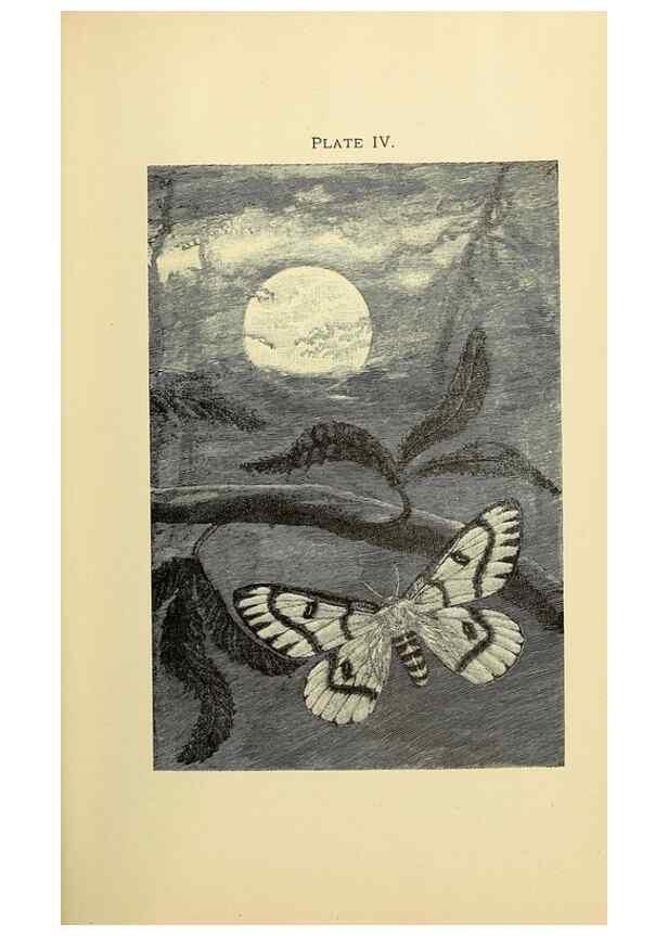 Reproducción/Reproduction 8455079389: A manual for the study of insects,. Ithaca, N.Y.,Comstock Publishing Company,1895.