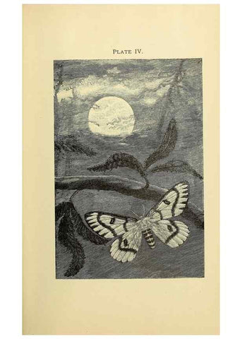 Reproducción/Reproduction 8455079389: A manual for the study of insects,. Ithaca, N.Y.,Comstock Publishing Company,1895.