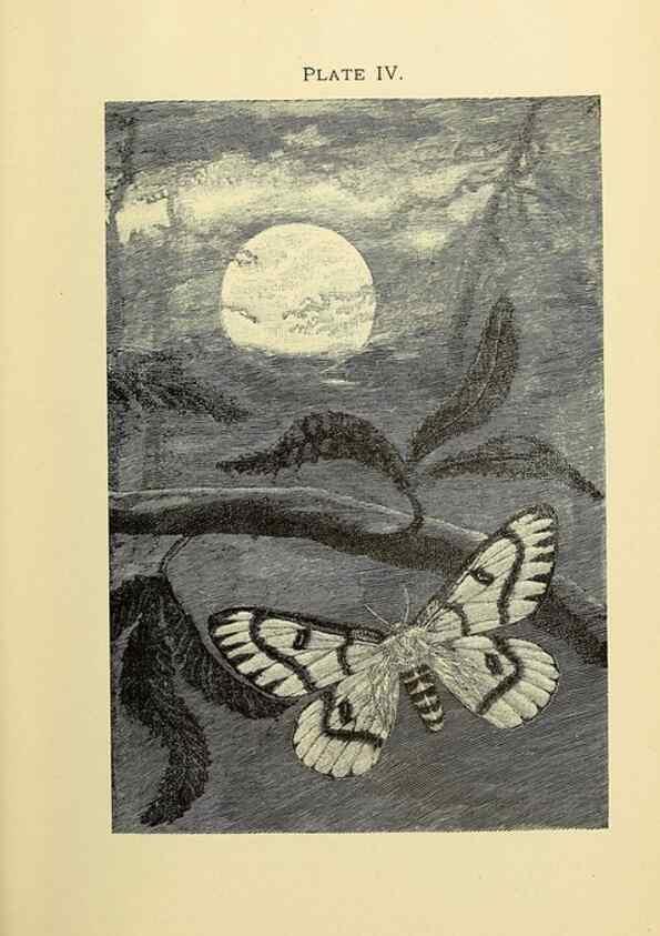Reproducción/Reproduction 8455079389: A manual for the study of insects,. Ithaca, N.Y.,Comstock Publishing Company,1895.