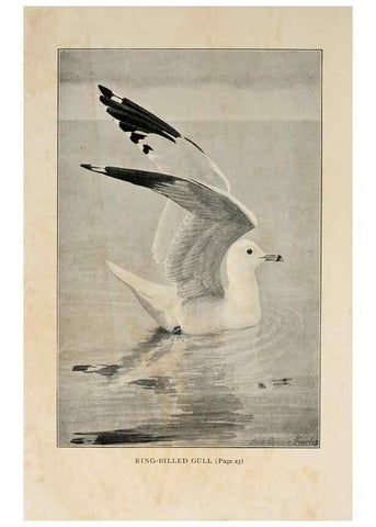 Reproducción/Reproduction 8455225201: Handbook of birds of the western United States,. BostonHoughton, Mifflin and company,1902.